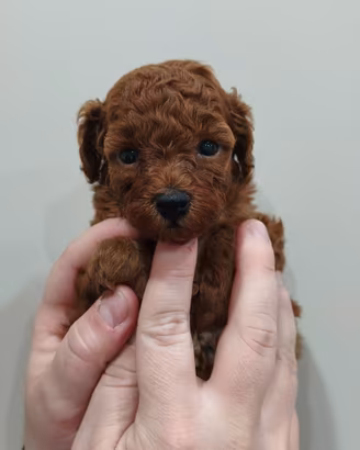 Barboncini Toy con pedigree Enci