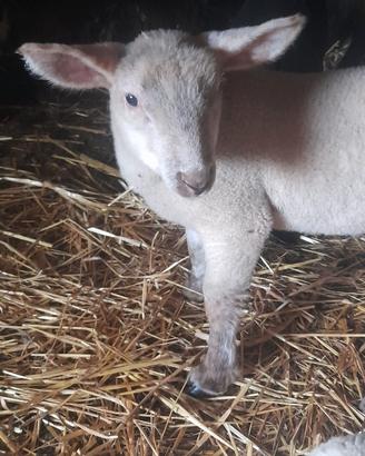 Agnello