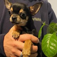 Cuccioli di Chihuahua