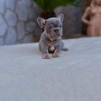 Cucciola bulldog francese