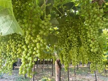 Azienda Agricola