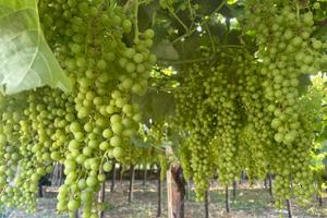 Azienda Agricola