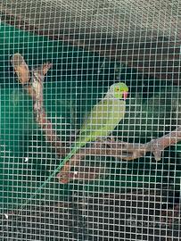 Coppia adulta parrocchetti dal collare