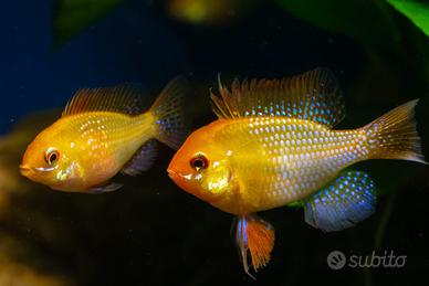 Coppia ramirezi gold