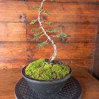 Bonsai di cipresso