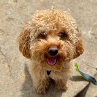 Barboncino Toy disponibile per accoppiamento monta