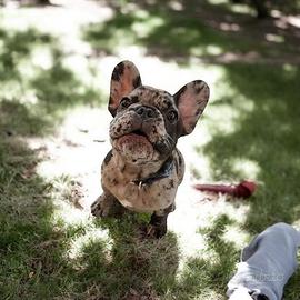 Bulldog francese