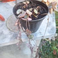 ceropegia woodii 