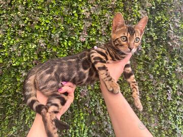Gattina bengala Brown spotted tabby di 4 mesi