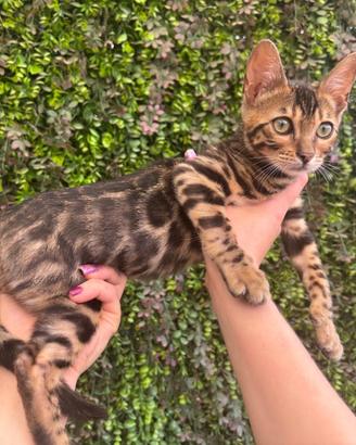 Gattina bengala Brown spotted tabby di 4 mesi