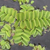 Salvinia natans