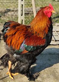 Gallo brahma
