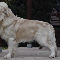 GOLDEN RETRIEVER MASCHIO disponibile per MONTA