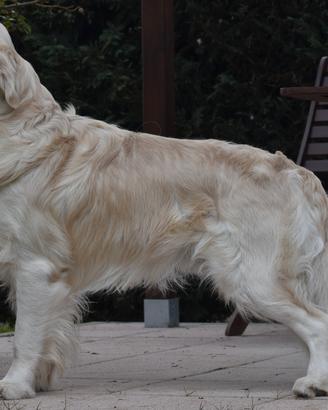 GOLDEN RETRIEVER MASCHIO disponibile per MONTA