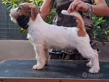 Cuccioli jack russell terrier
