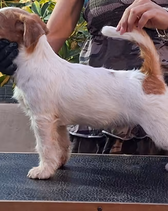 Cuccioli jack russell terrier