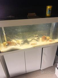 Acquario