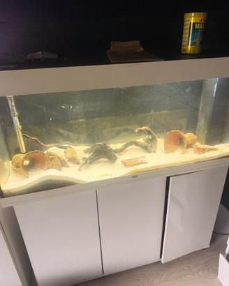 Acquario