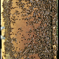 Api famiglie nuclei sciami regine