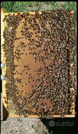 Api famiglie nuclei sciami regine