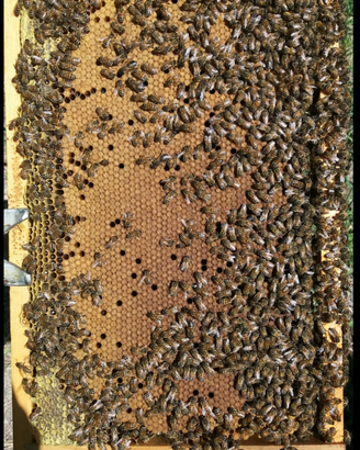 Api famiglie nuclei sciami regine