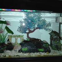 Acquario Completo di tutto nero