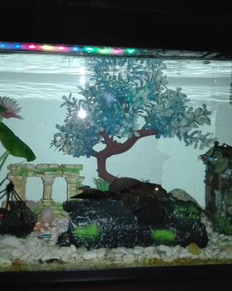 Acquario Completo di tutto nero