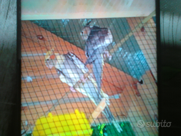 Calopsite coppia maschio e femmina