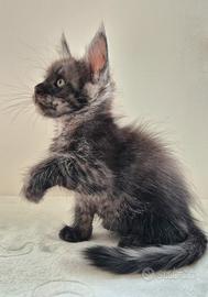 Maine Coon taglia grande Pedigree TOP!