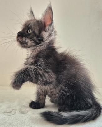 Maine Coon taglia grande Pedigree TOP!