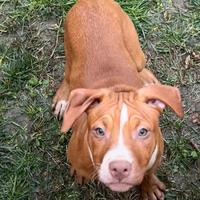 Cuccioli American Pitbull Terrier