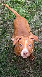 Cuccioli American Pitbull Terrier
