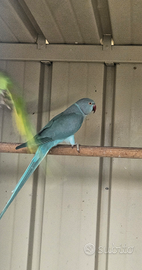 Parrocchetti dal.collare coppia