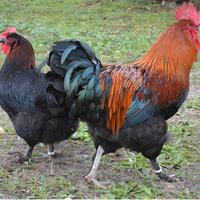 Polletti marans nero ramato 3-4 mesi