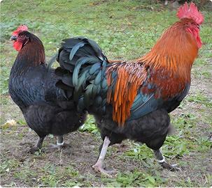 Polletti marans nero ramato 3-4 mesi
