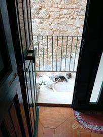 Gattini