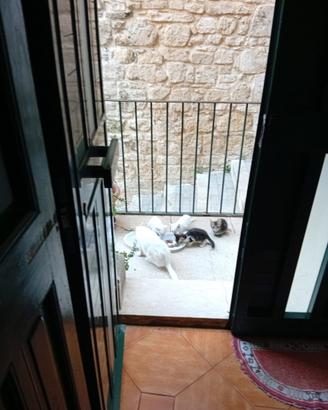Gattini