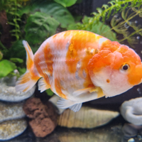 Ranchu buffalo xxl