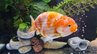 Ranchu buffalo xxl