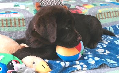 LABRADOR retriever femminuccia da allevamento