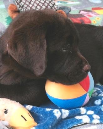 LABRADOR retriever femminuccia da allevamento