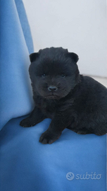 Chow chow con pedigree enci