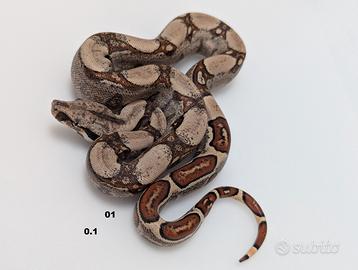 Serpenti BCI IMG jungle annuncio 1