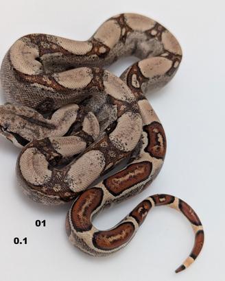 Serpenti BCI IMG jungle annuncio 1