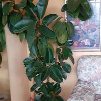 pianta da appartamento