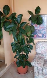 pianta da appartamento