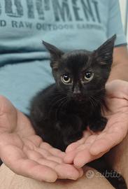Morosita, gatto 2 mesi