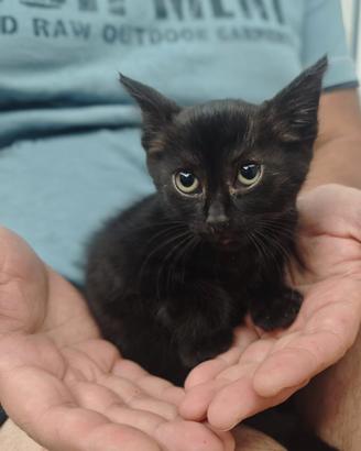 Morosita, gatto 2 mesi