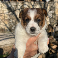 Cuccioli jack russell