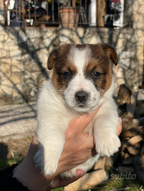 Cuccioli jack russell